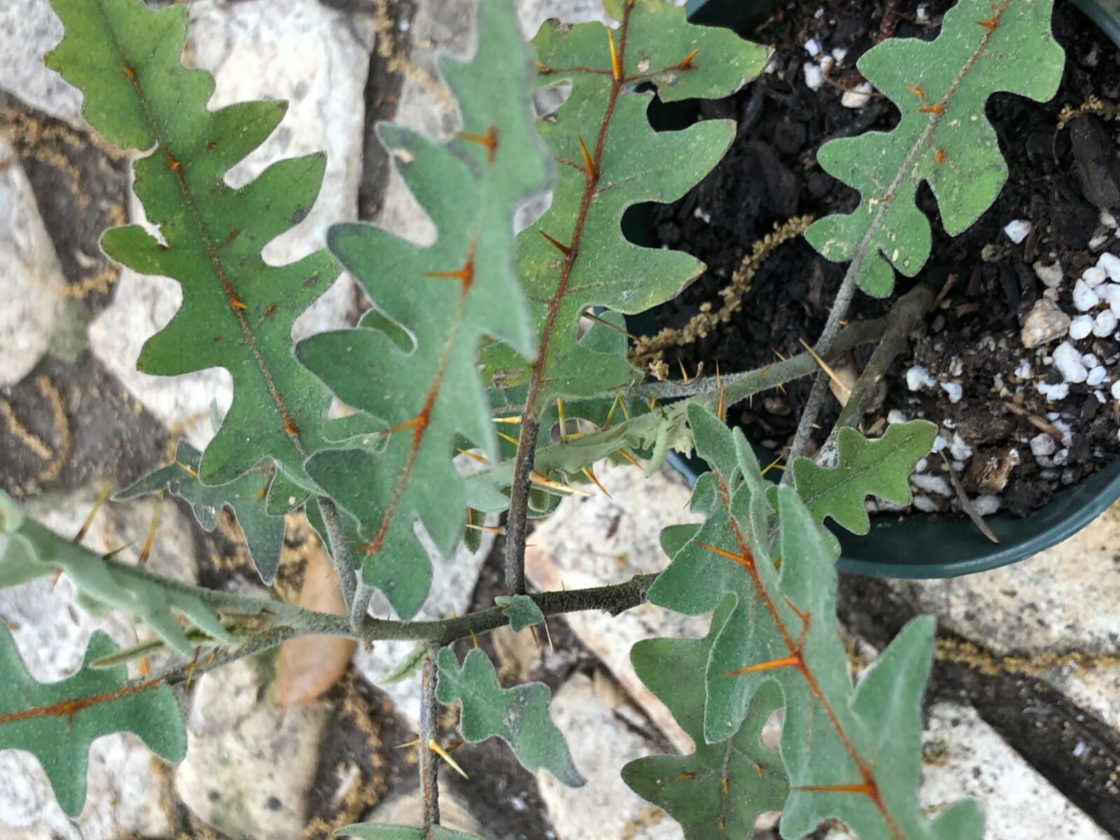 Solanum Pyracanthum 4″ pot