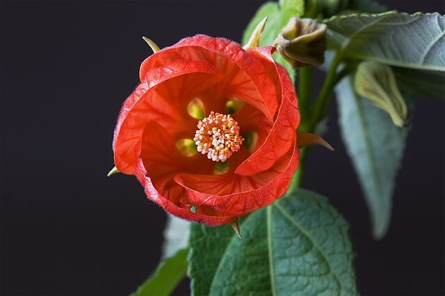 CHINESE LANTERN Seeds *FREE Shipping!* 25 Abutilon x hybridum Shrub Tree Seeds
