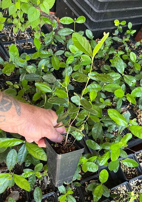 Pineapple Guava – Feijoa sellowiana – Live Plant – COLD HARDY EDIBLE