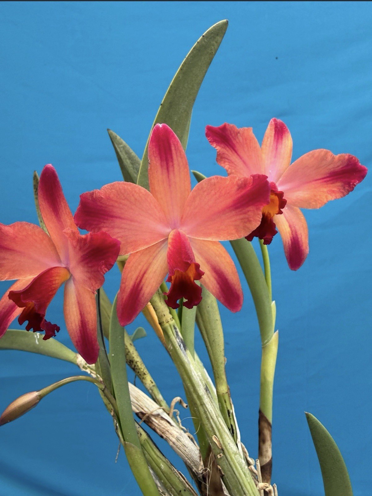Cattlianthe Miracle Of Mine BS Orchid Eros Red Maroon Orange Hybrid 4” Pot