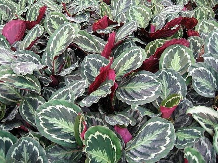 Calathea Veitchiana Prayer Medallion Very Easy To Grow Indoors Live Plant 4″ Pot