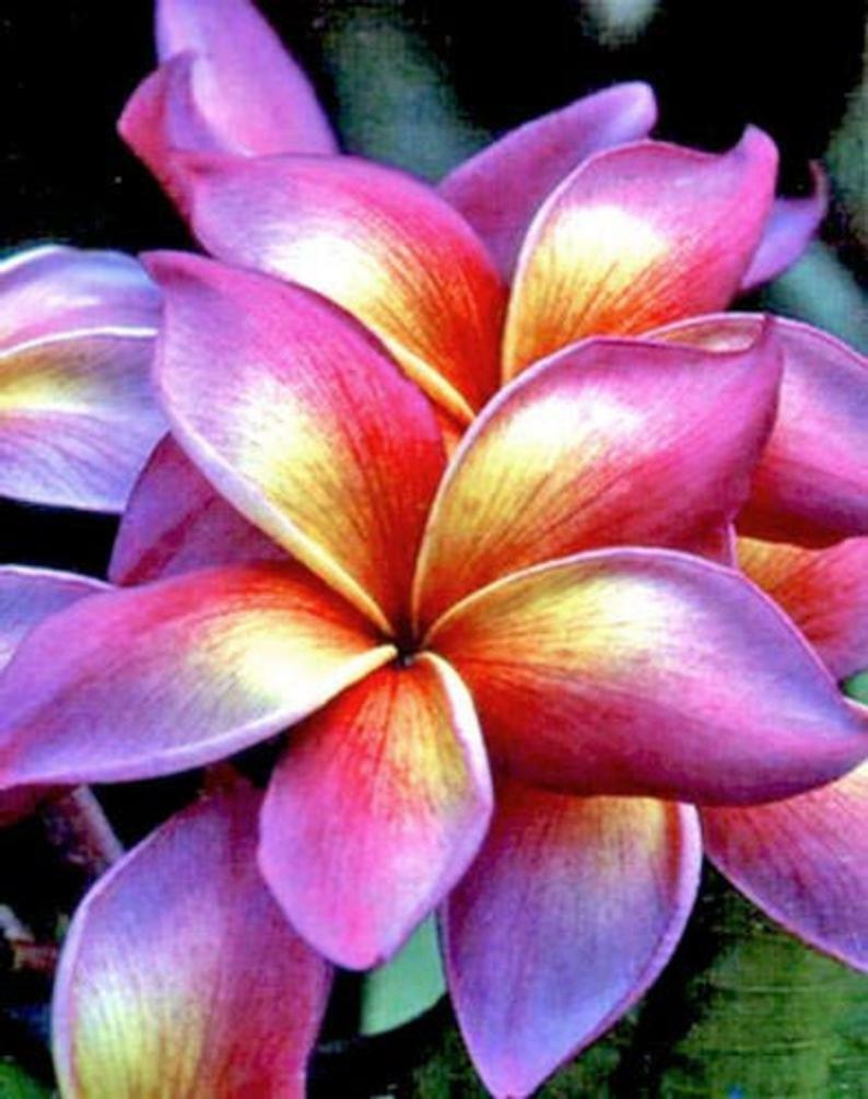 5 Bright Pink Yellow Orange Plumeria Seeds Plants Flower Perennial Seed 502