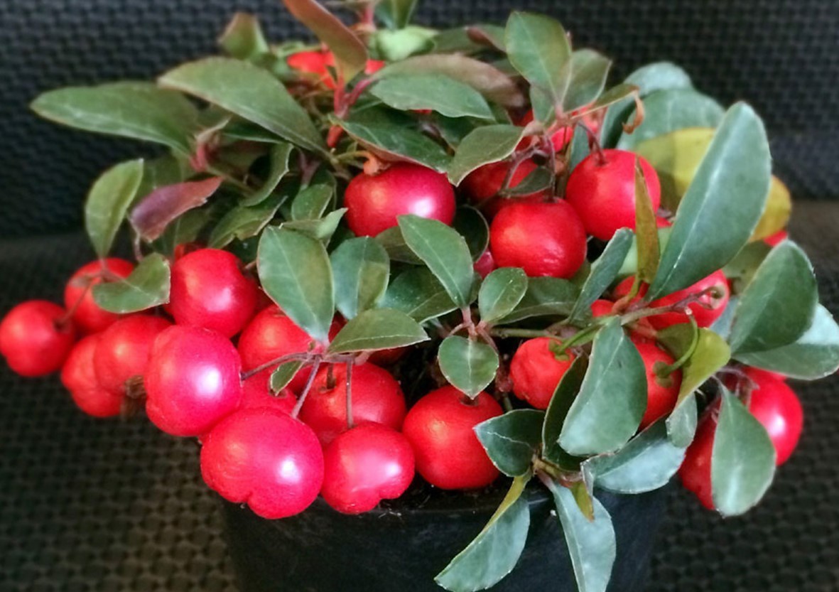 Free Shipping – Set 4 Gaultheria Cherries Berries Live Plants – 4-6″ Tall