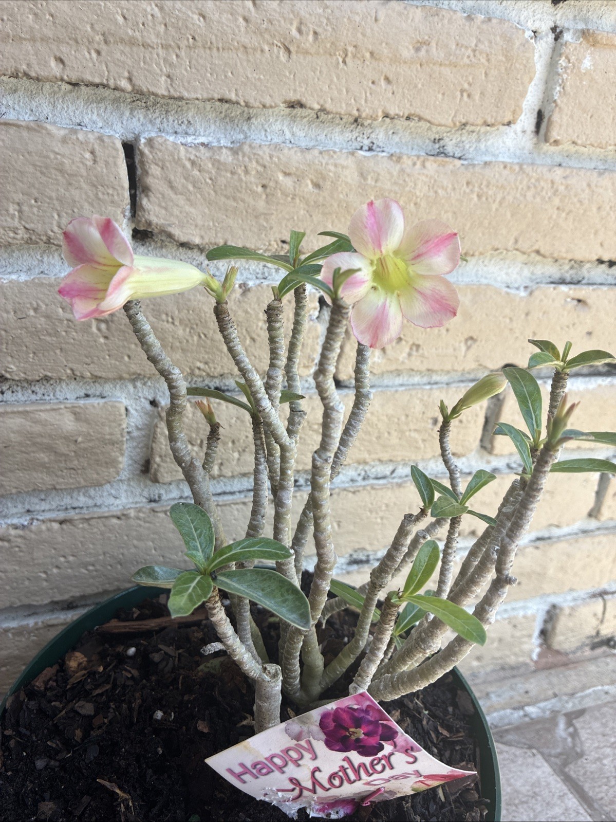 Desert Roses pink striped beautiful exotic flowering tree