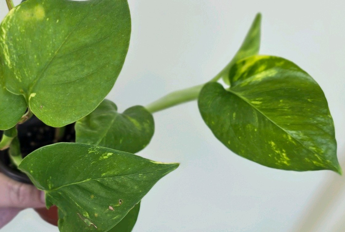 GIANT Rooted Variegated Golden Leaf Pothos Climbing Hawaiian Vine The Big Kind!