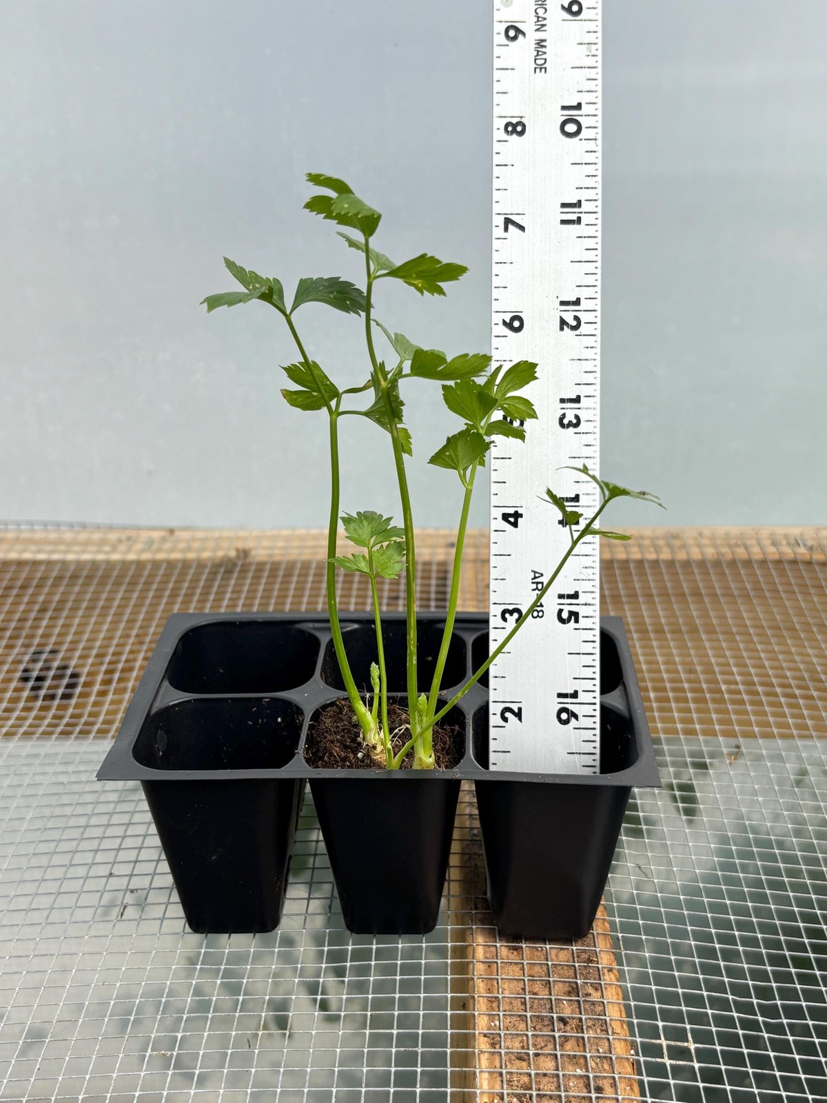 Celery Live Plant – Seedlings/Plugs and Plants – 3″- 12″ tall – 30-60+ days