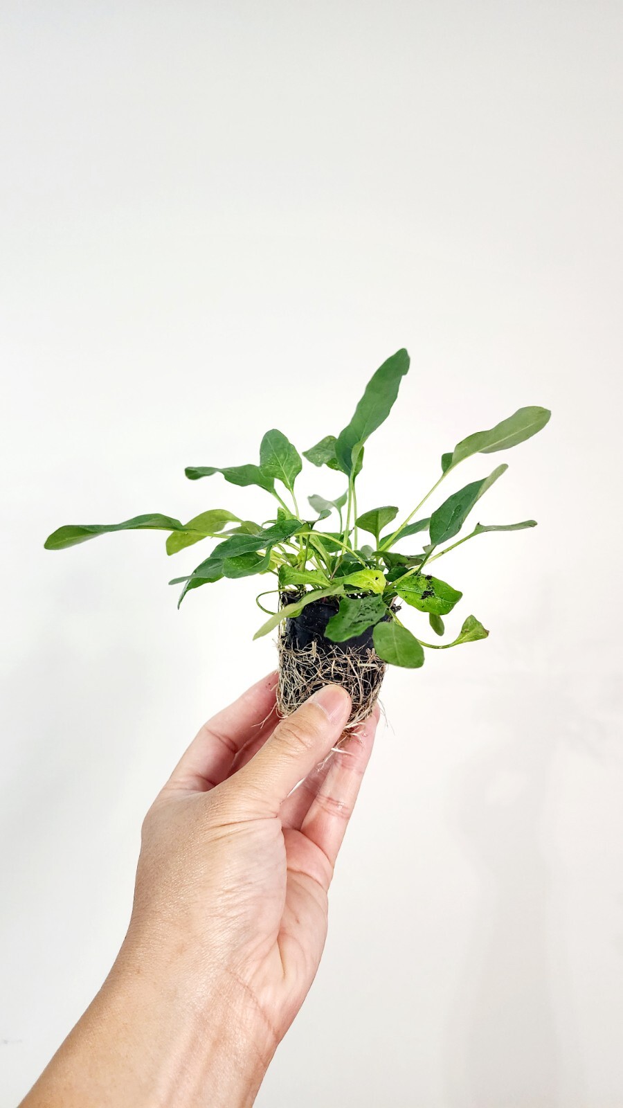Live Cold Hardy Obedient Aquatic Pond/Bog Plant
