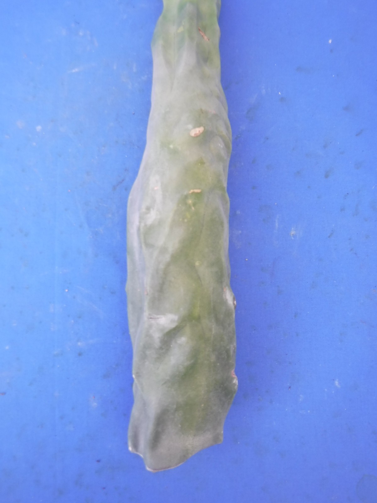 1 Totem Pole Cactus Lophocereus schottii 14″ Unrooted Cutting Landscaping B7