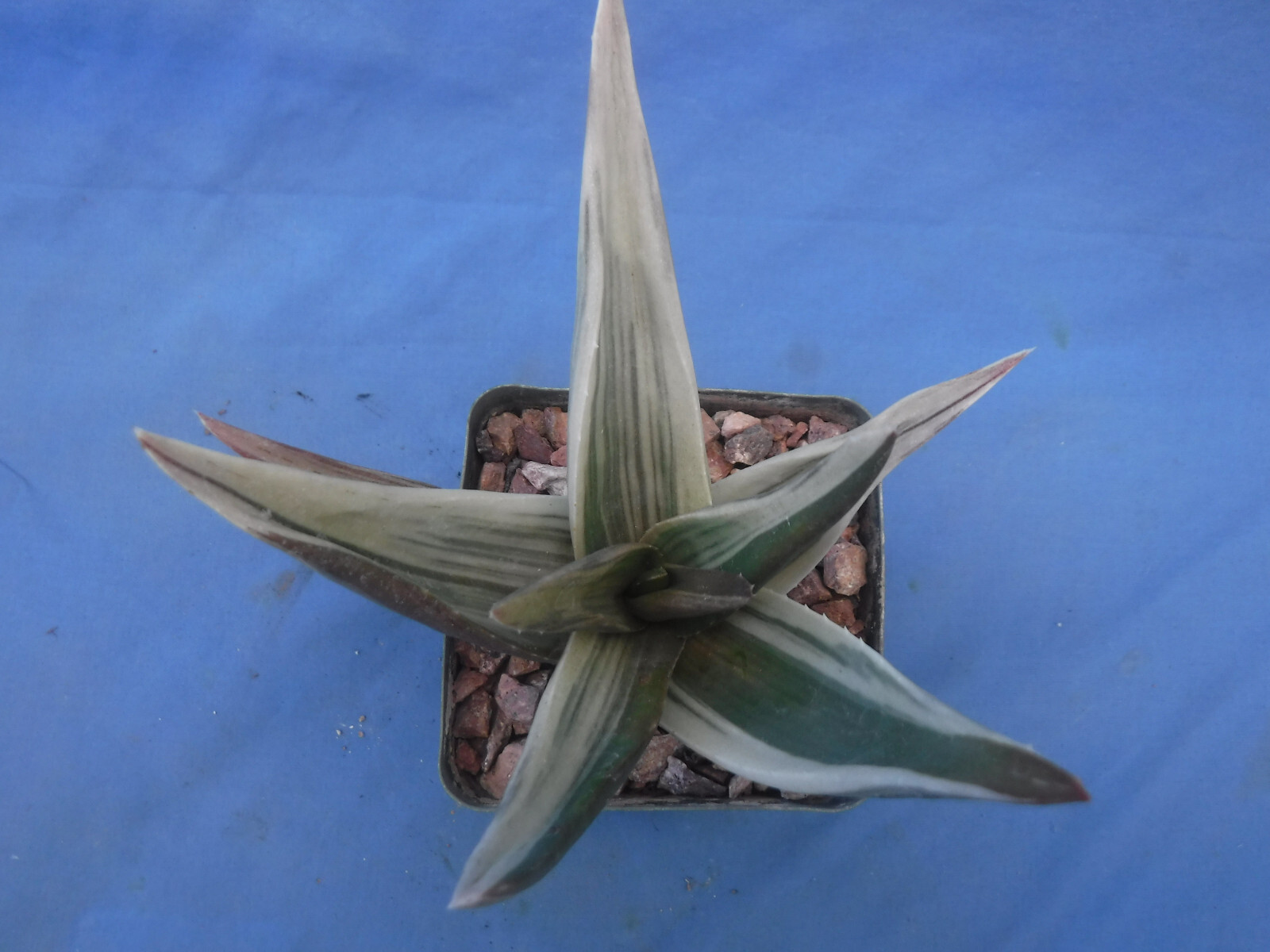 Aloe ‘Walmsley’s Bronze’ Starter Plants 2″-3″ Wide VARIEGATED! BRONZE in Sun!