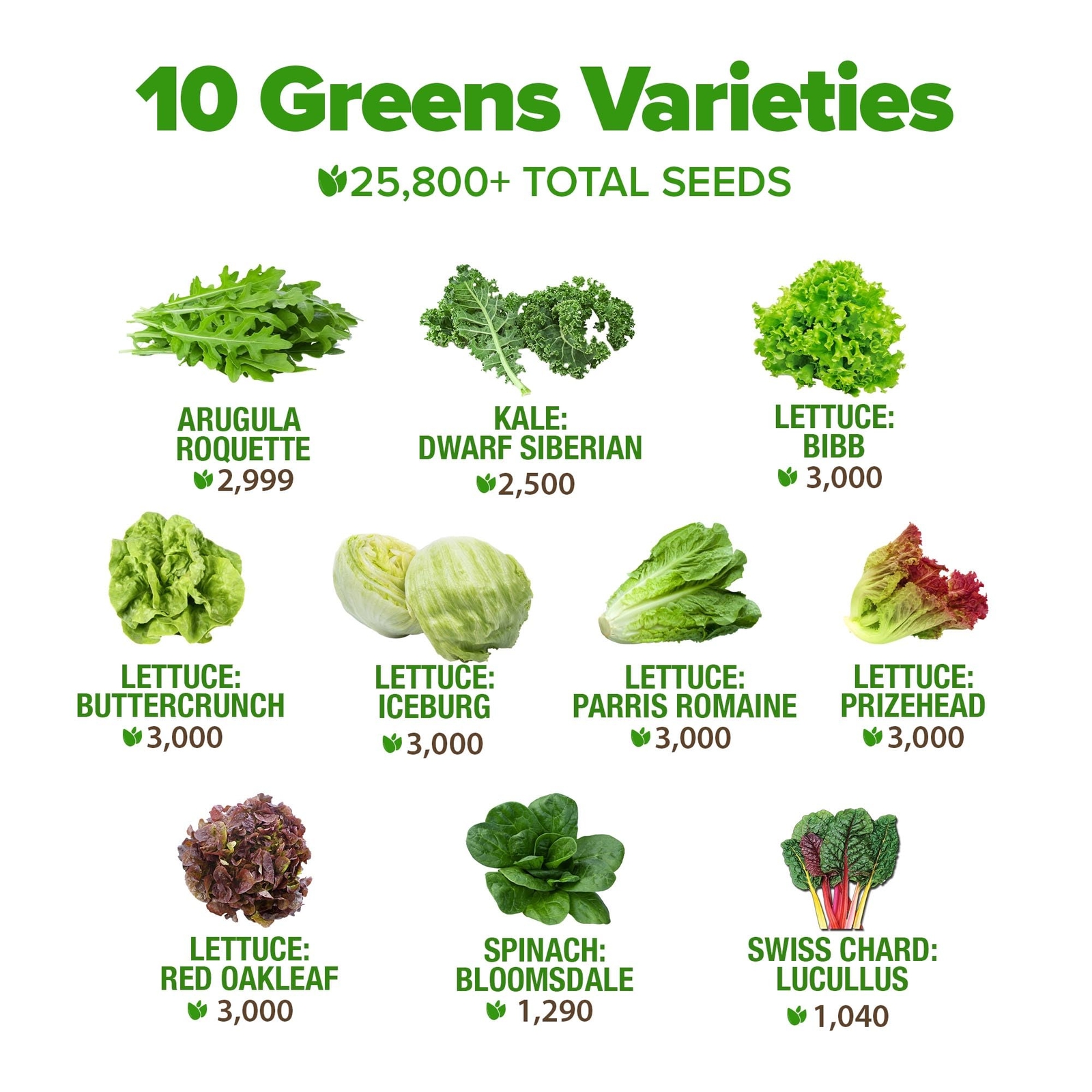 5,000+ Heirloom Lettuce Seeds for Planting Indoors – 95% Germination, Non-GMO…