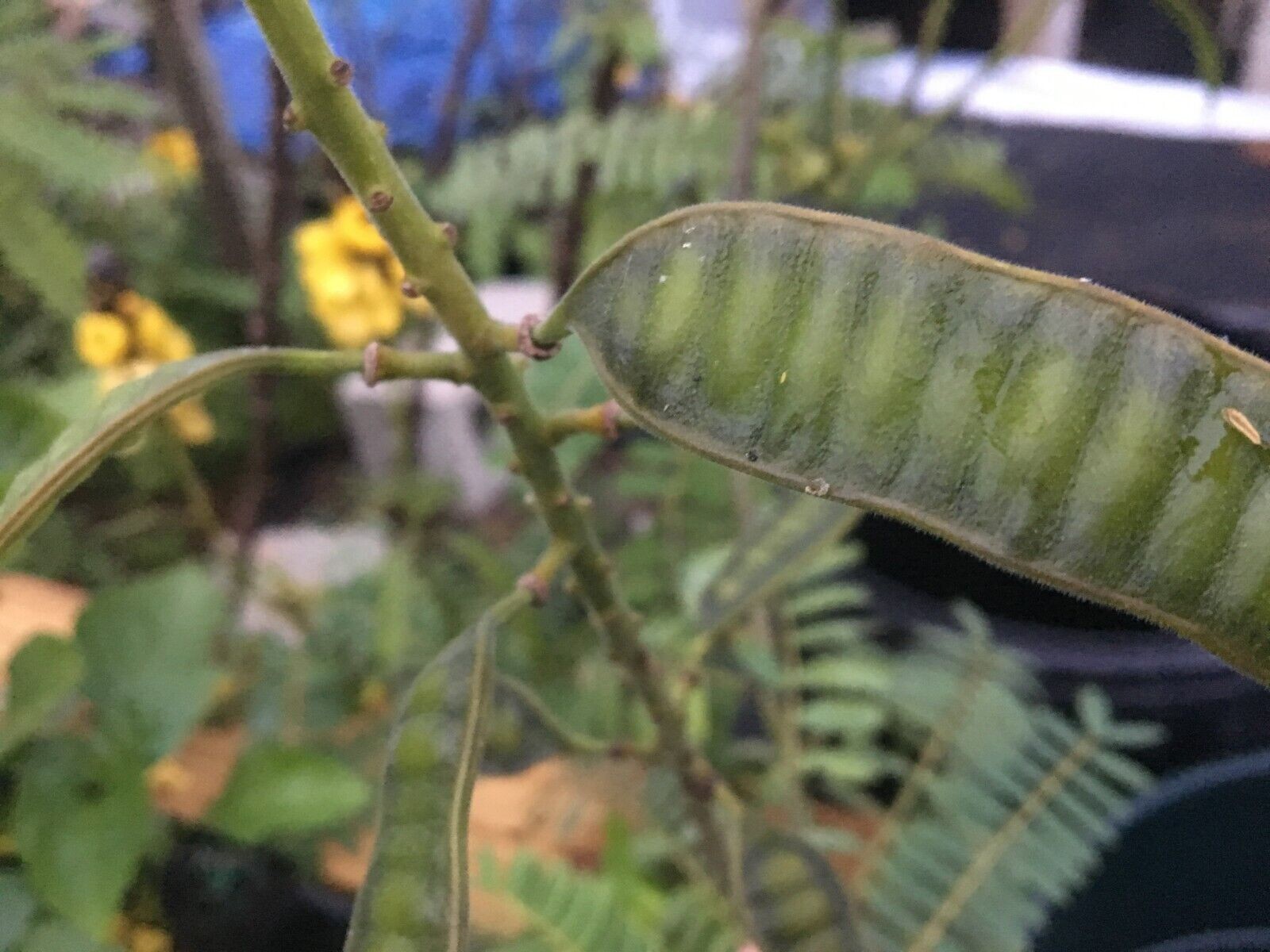 Cassia, Popcorn Live 3″ Starter Plant – Senna didymobotrya – Amazing Blooms!