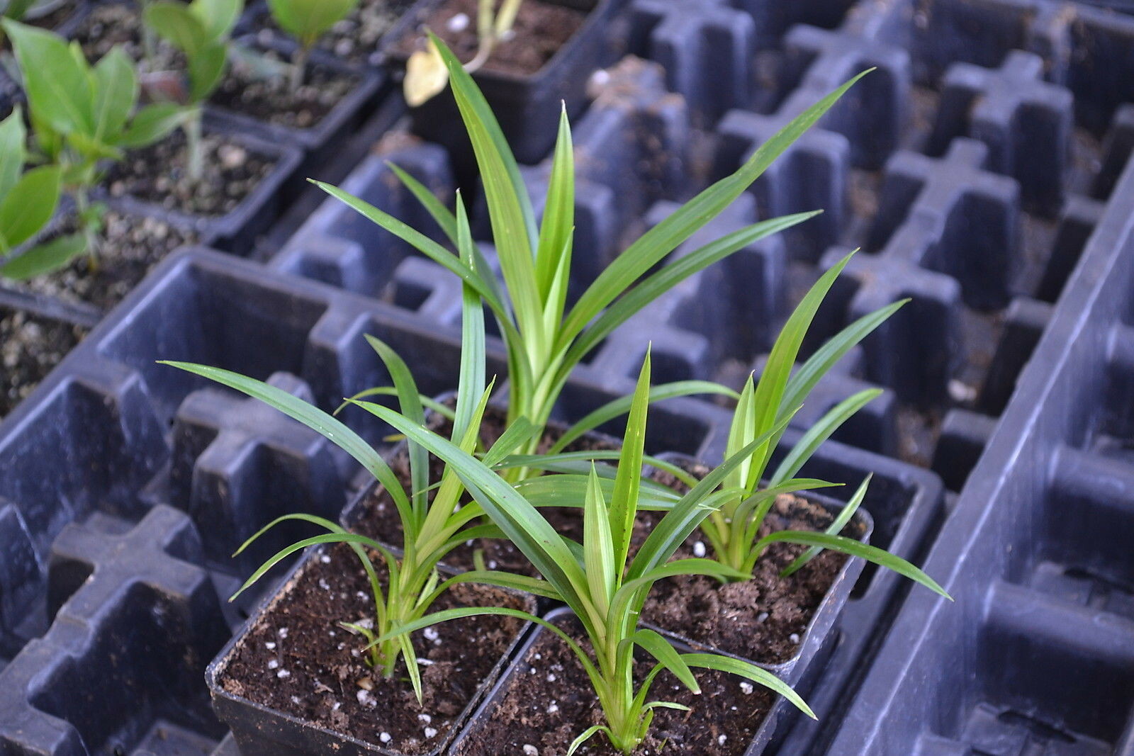 Pandanus amaryllifolius – Pandan leaf – Asian cooking herb