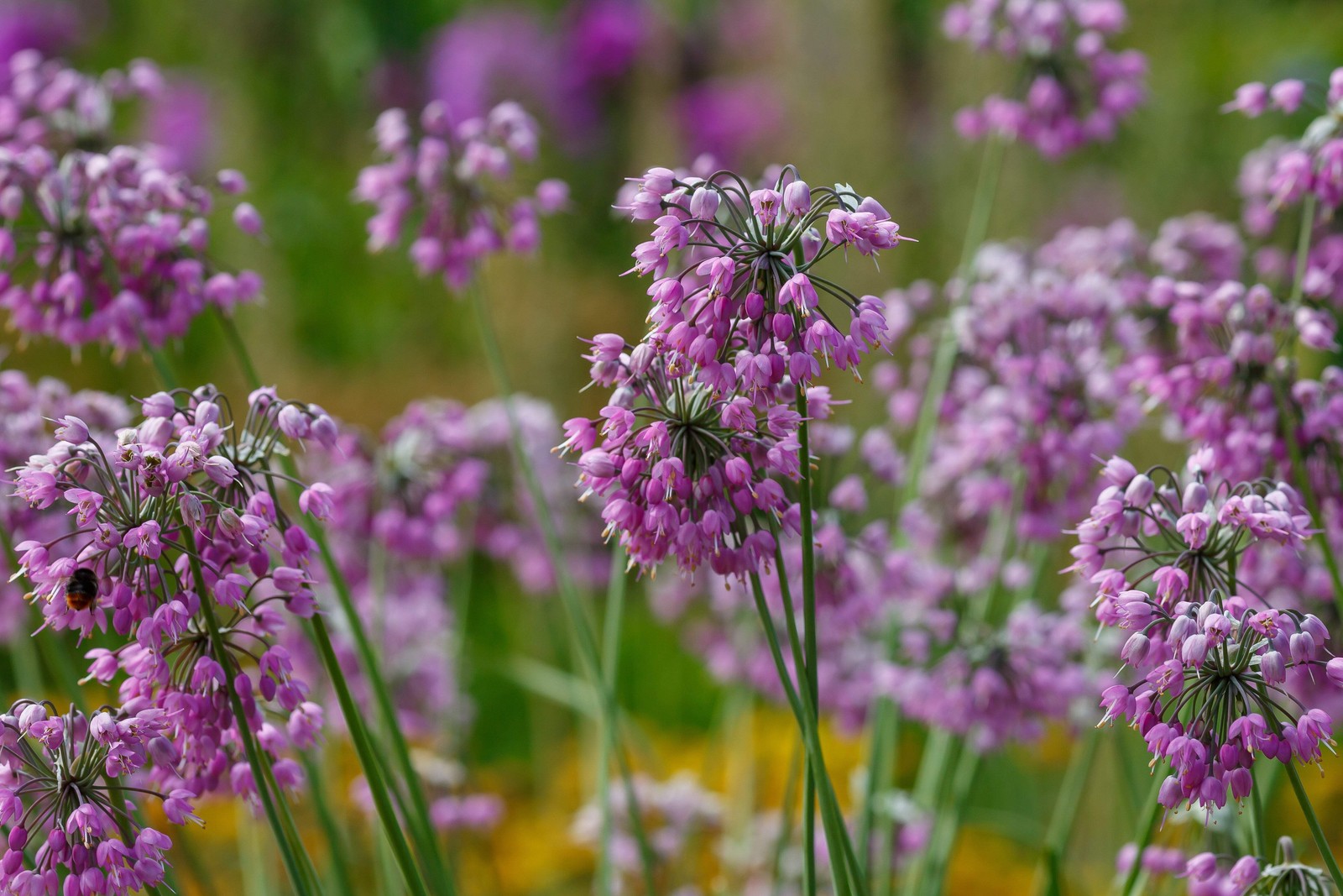 250 ALLIUM NODDING ONION Allium Cernuum Flower Seeds