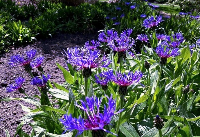 20 MOUNTAIN BLUE CORNFLOWER SEEDS PERENNIAL Centaurea montana Cold Hardy Plant