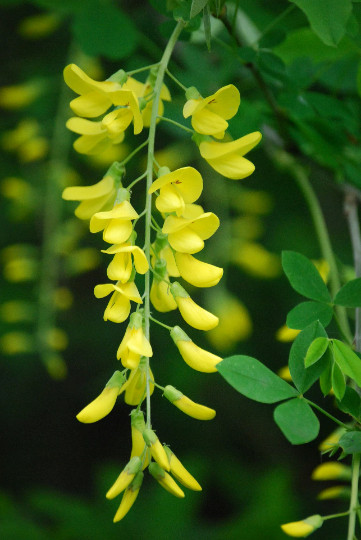 Golden Chain Tree {Laburnum alpinum} 20 seeds Free Shipping! US seller US seed