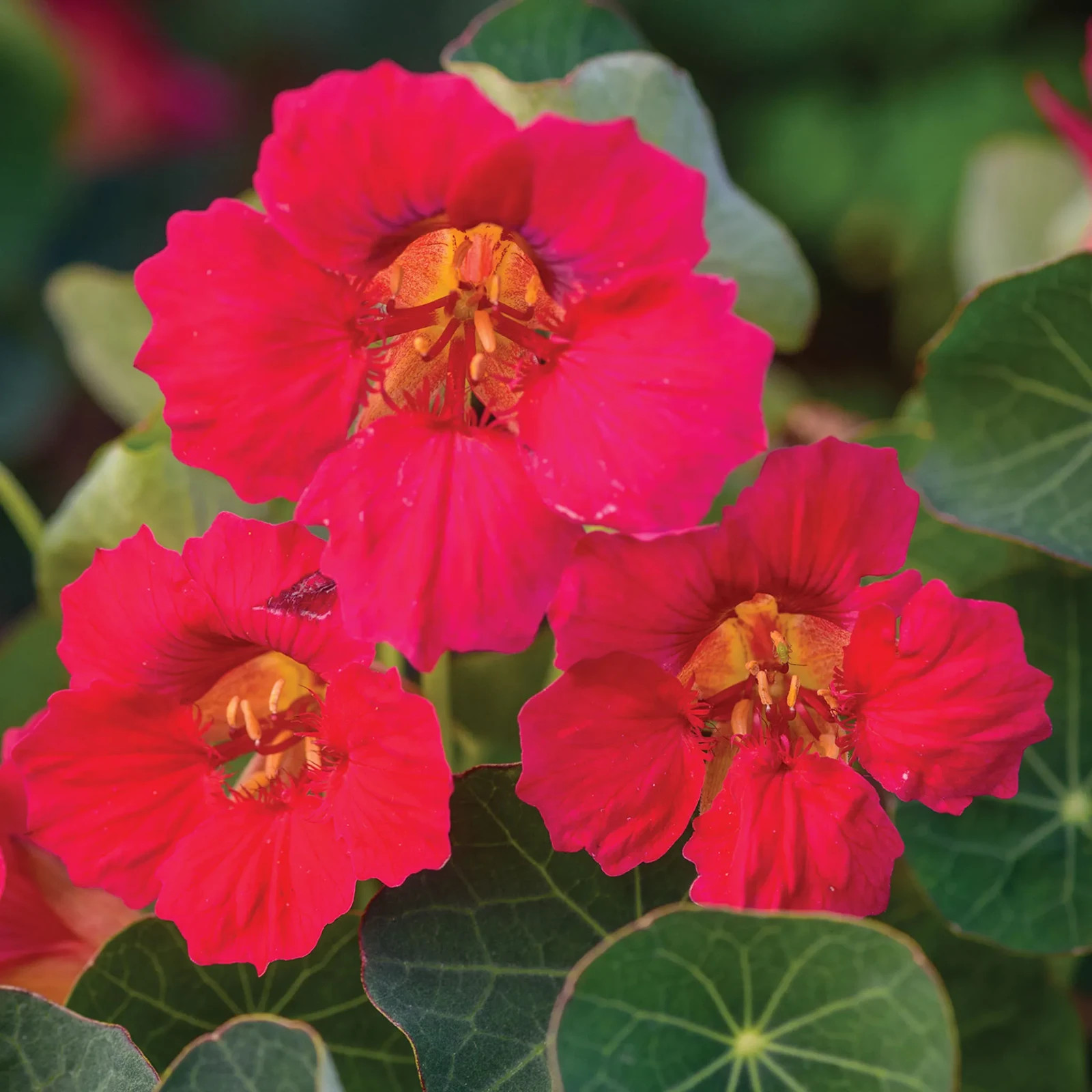 Nasturtium Seedling Plug, Live Plant | Edible Flowers | Fast Growing Garden