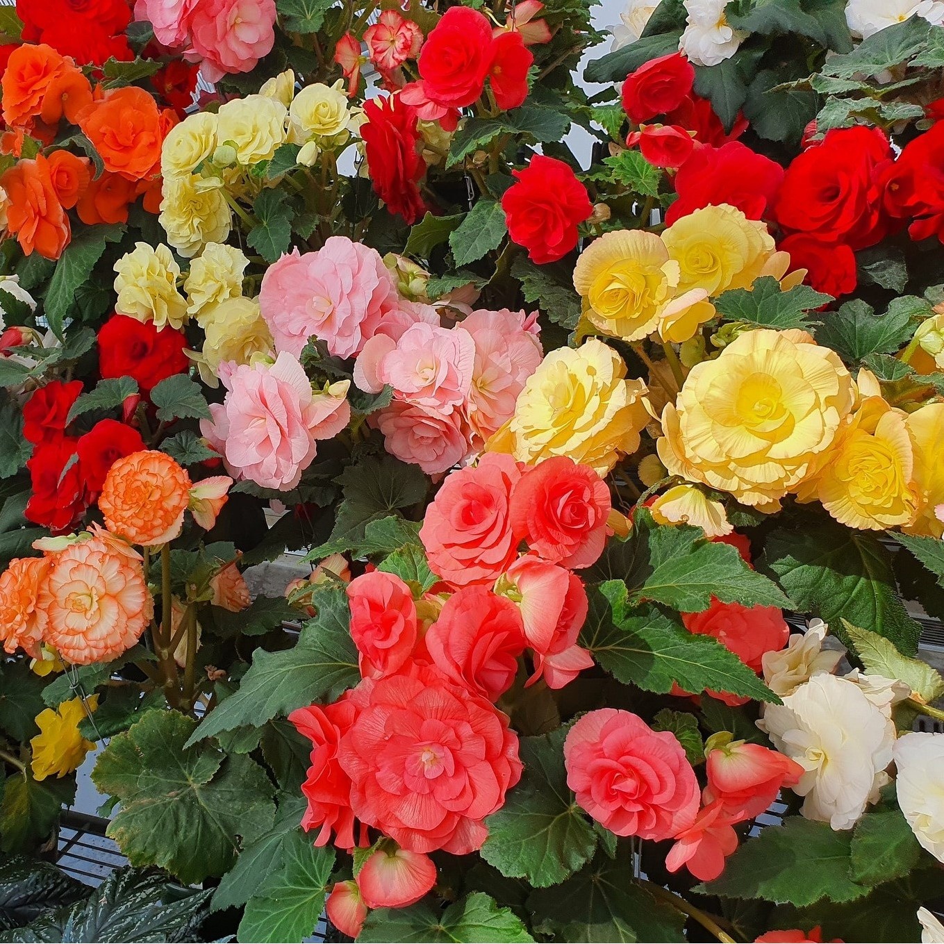 Giant Blooming Begonias – 9 Bulbs – Red, Yellow, Orange, Pink Flowers Attracts –
