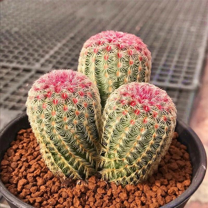 Echinocereus rigidissmus rubispinus Rainbow Hedgehog Cactus Succulent Plants