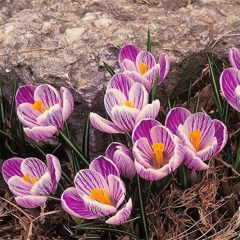 20 SEED PACK for Germination of Exotic CROCUS plant bloom bush flower garden bed