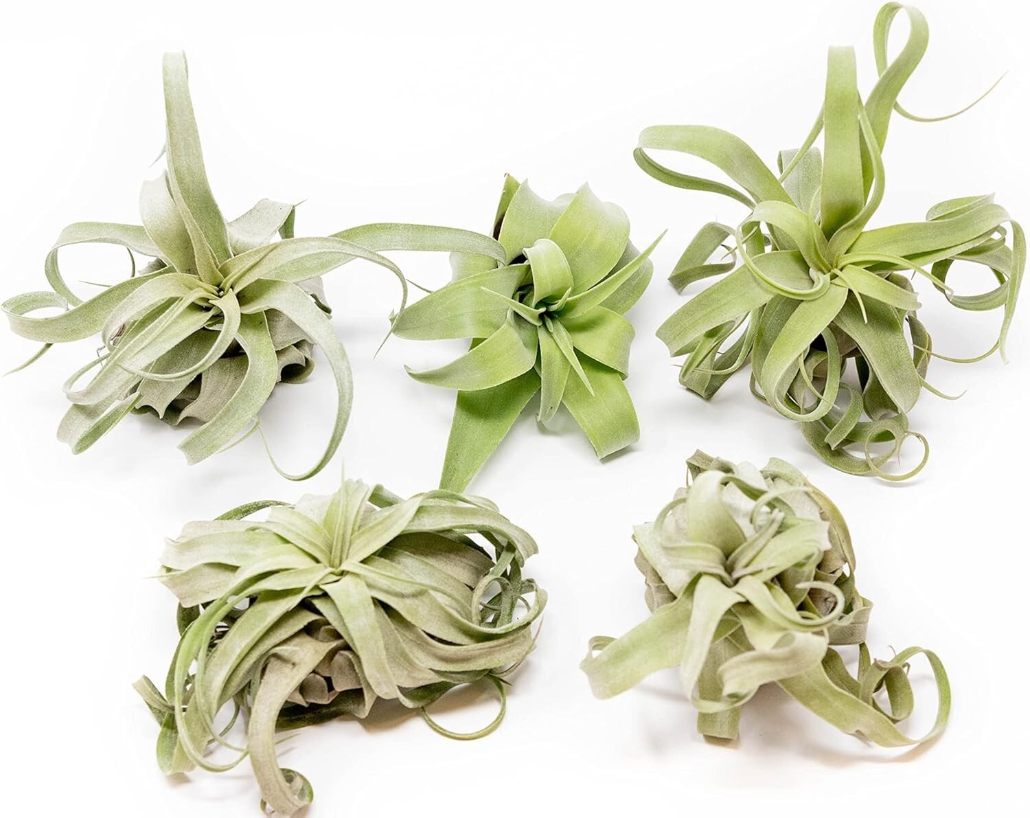 Medium Streptophylla Air Plants – Easy Care Live Indoor Outdoor Tillandsia