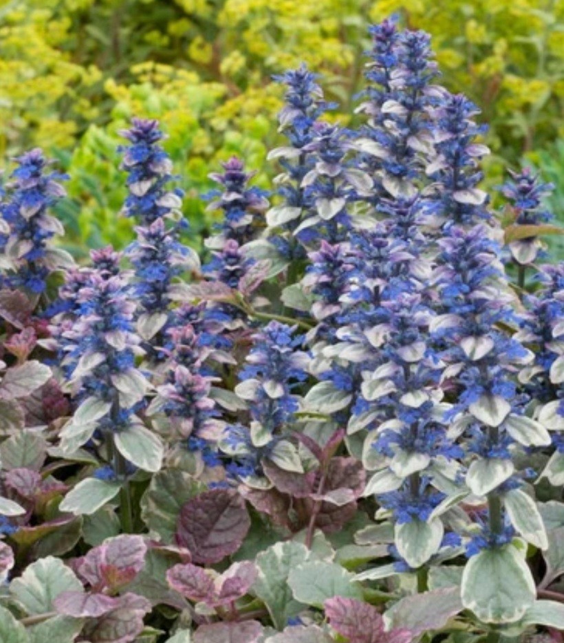 Bugleweed Burgandy Glow (2)
