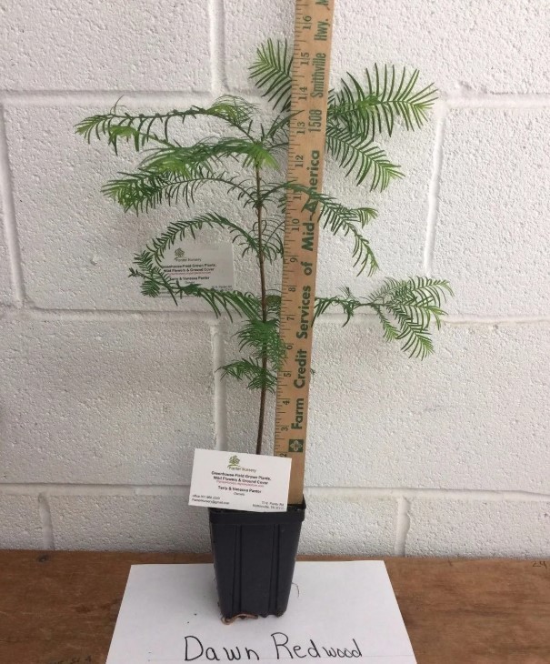 Dawn Redwood Live Tree – 8-12″ Tall – 1 Quart Pot – Deciduous Tree – Zones 5-8