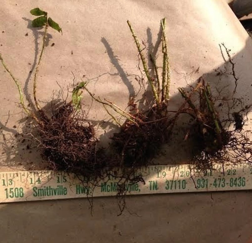 20 Christmas Fern Rhizomes With No Leaf – Zones 3-9 – Polystichum acrostichoides