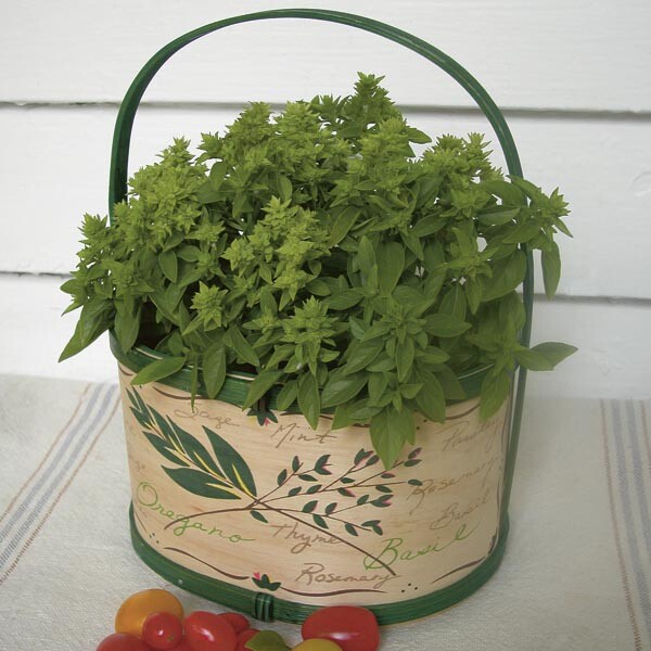 200 SPICEY GLOBE BASIL SEEDS ~ heirloomseedguy ~ 2026 ~ NON-GMO