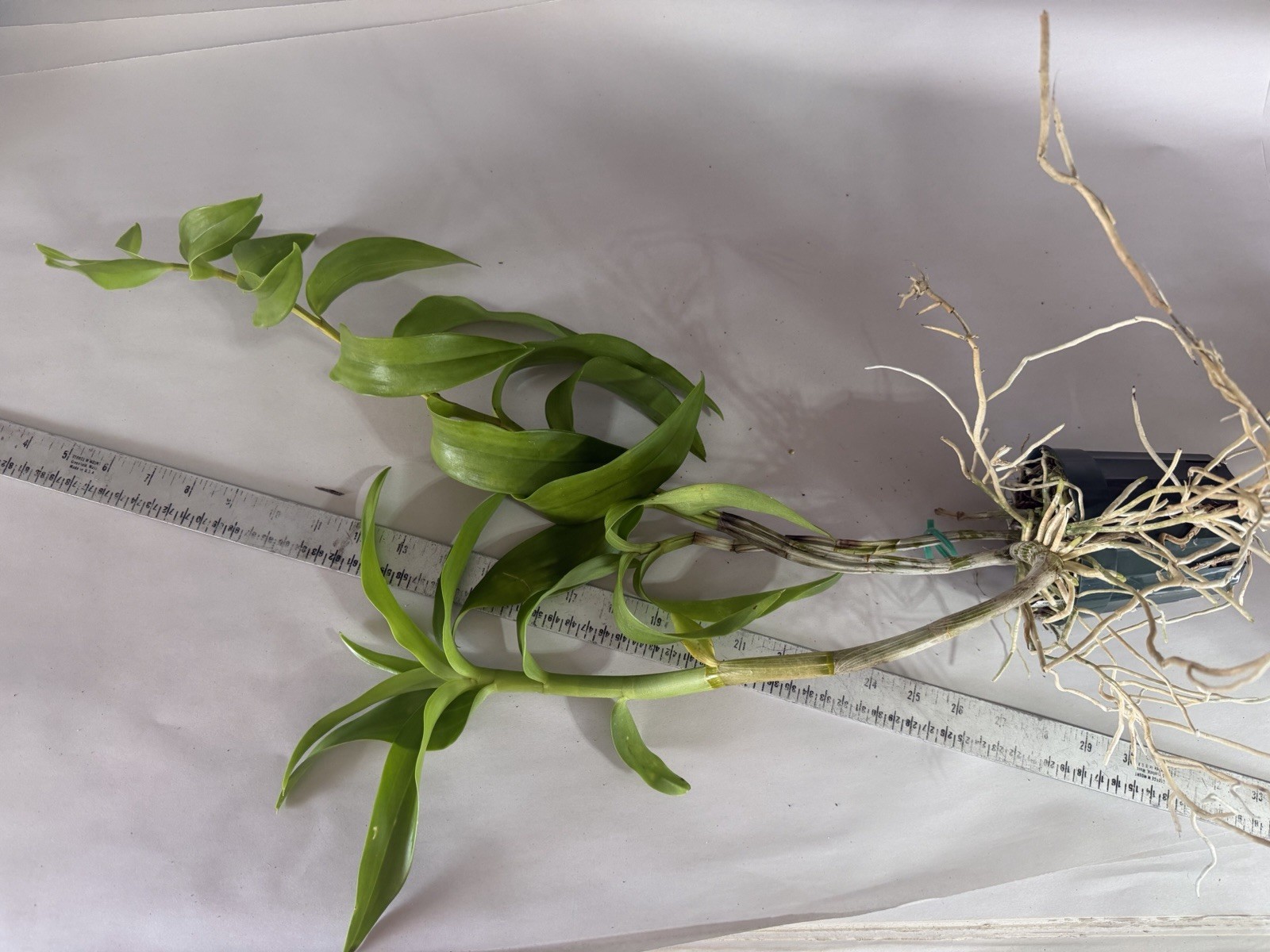 Den. Kranji Little Egret Dendrobium BLOOM SIZE Orchid Plant 0706