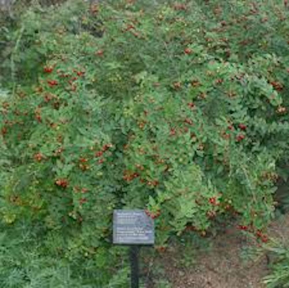 1 Barbados Cherry Tree Malpighia Emarginata Starter Plant