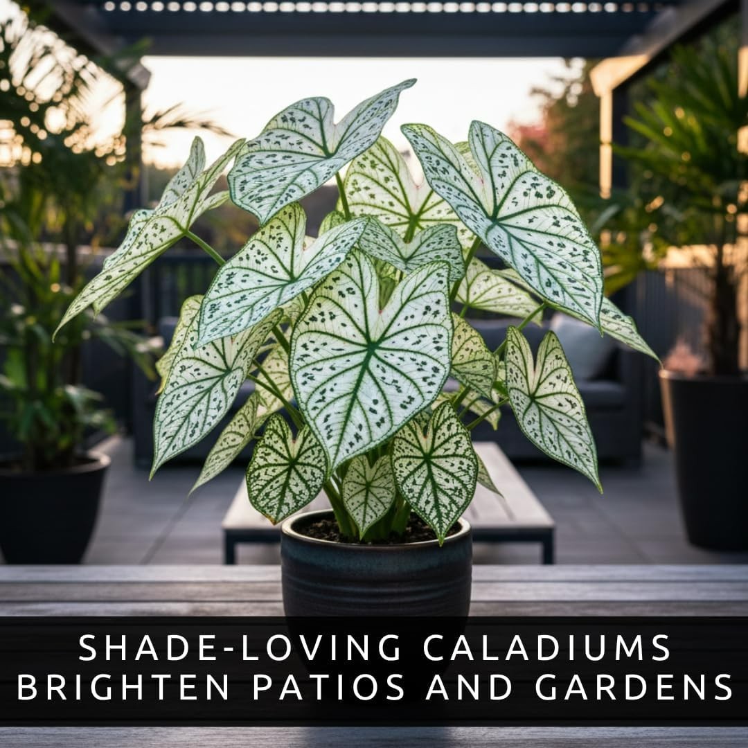 Vibrant Green and White Caladium Bulbs – Perfect Gift for Plant Lovers (6 Bulbs)