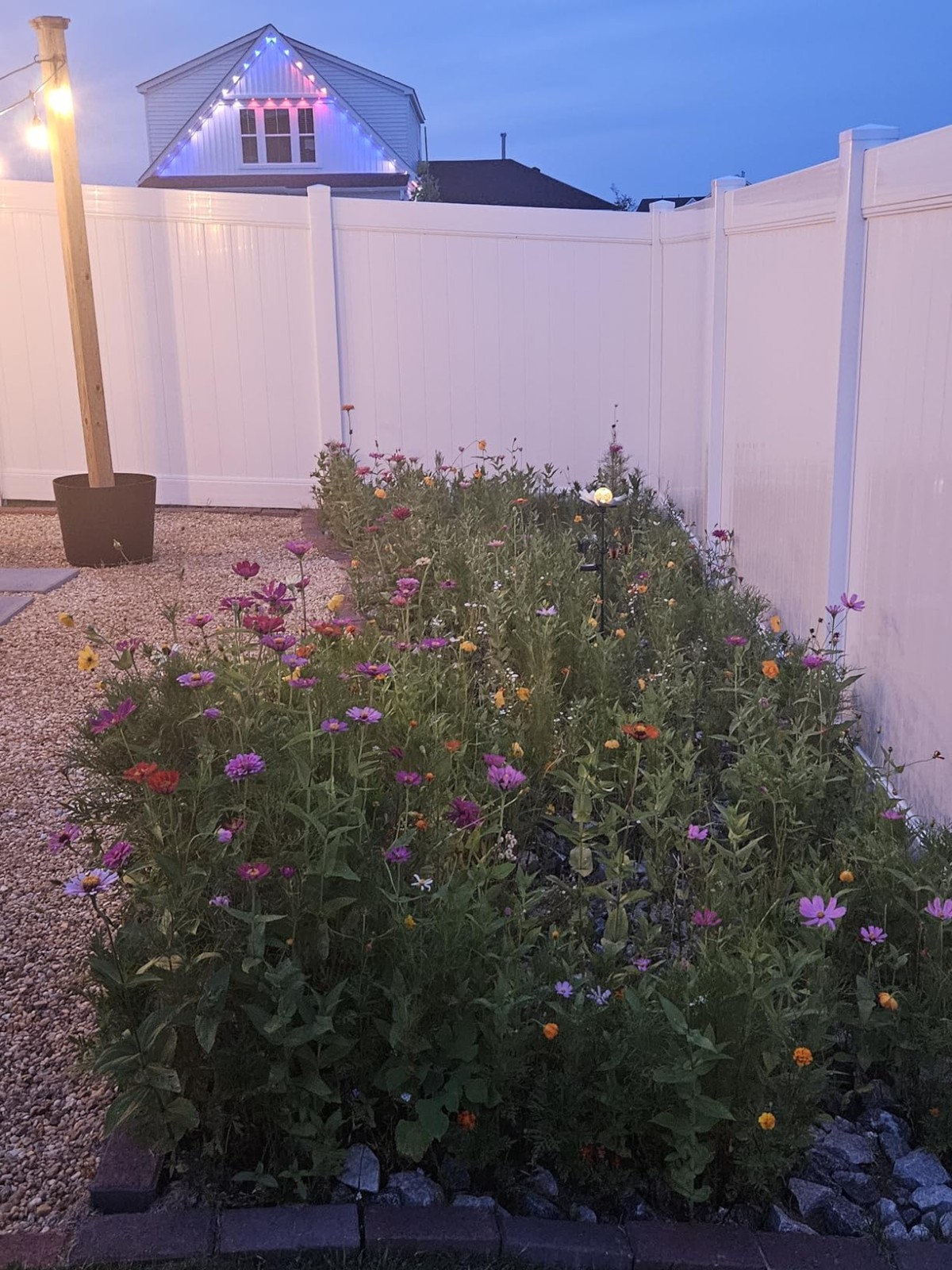 Easy to Grow Wildflower Seeds – 100,000 Count for Thriving Butterfly Habitats