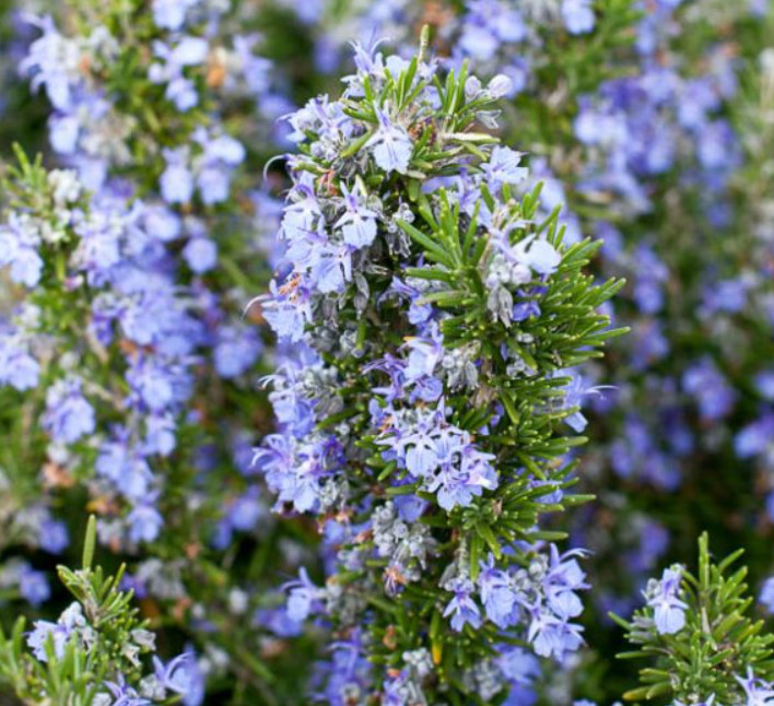 Set 3 Tuscan Blue Rosemary Plant – 5-8″ Tall – Fragrant Herb for Garden, Kitchen