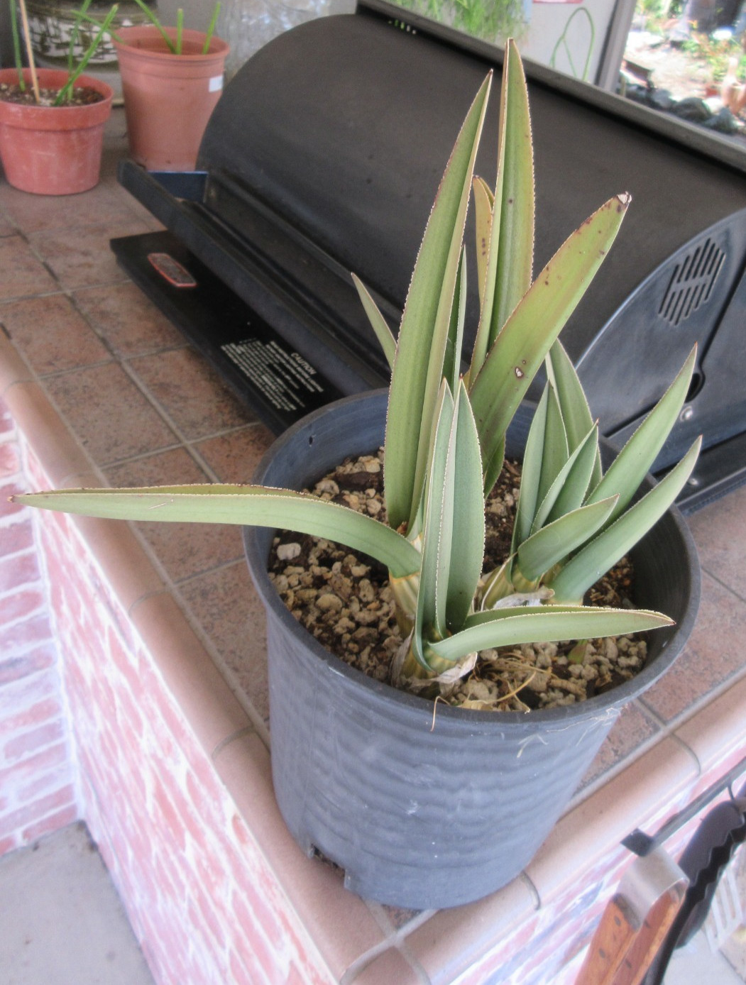 Eulophia Petersii Large Plant Whole Cluster Succulent Cactus 3 New Growth