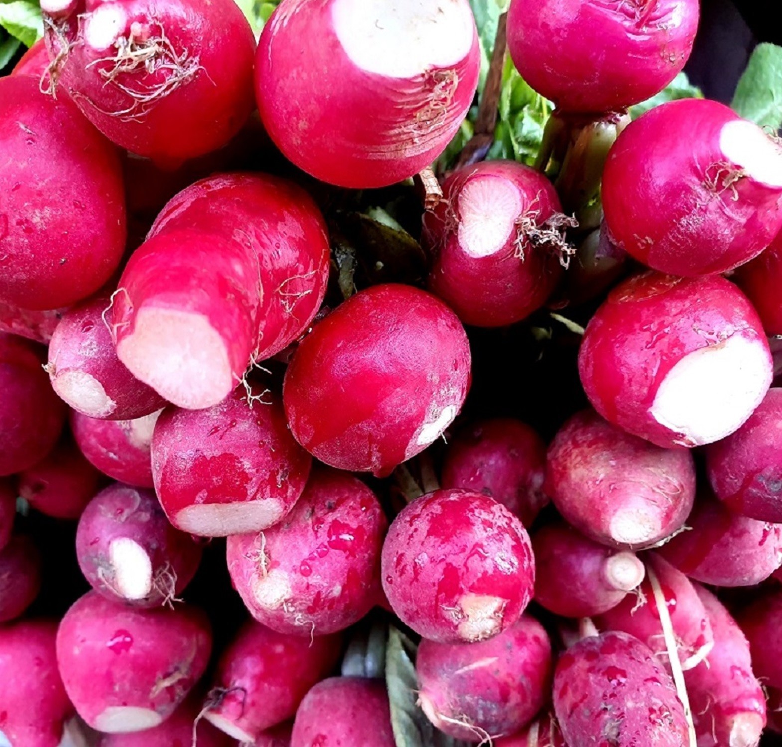 Radish Seeds – Fast Growing Heirloom Non GMO, Free Shipping, Cherry Belle