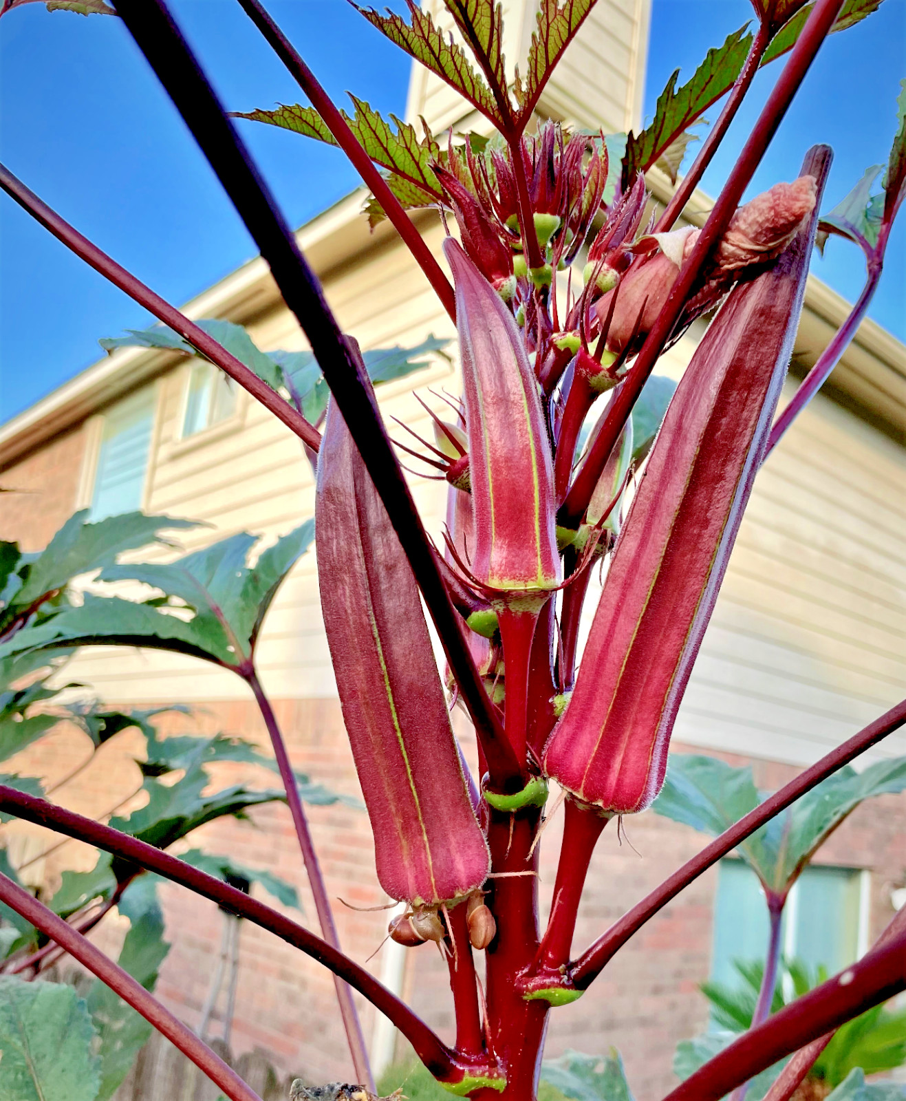 50+ Huge Red Burgundy Okra Organic Heirloom Seeds