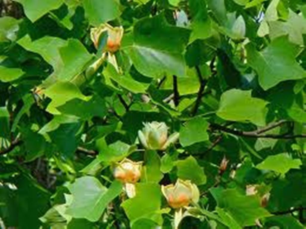 Yellow Tulip Poplar, Liriodendron tulipifa, 25 tree seeds – Nov 2024