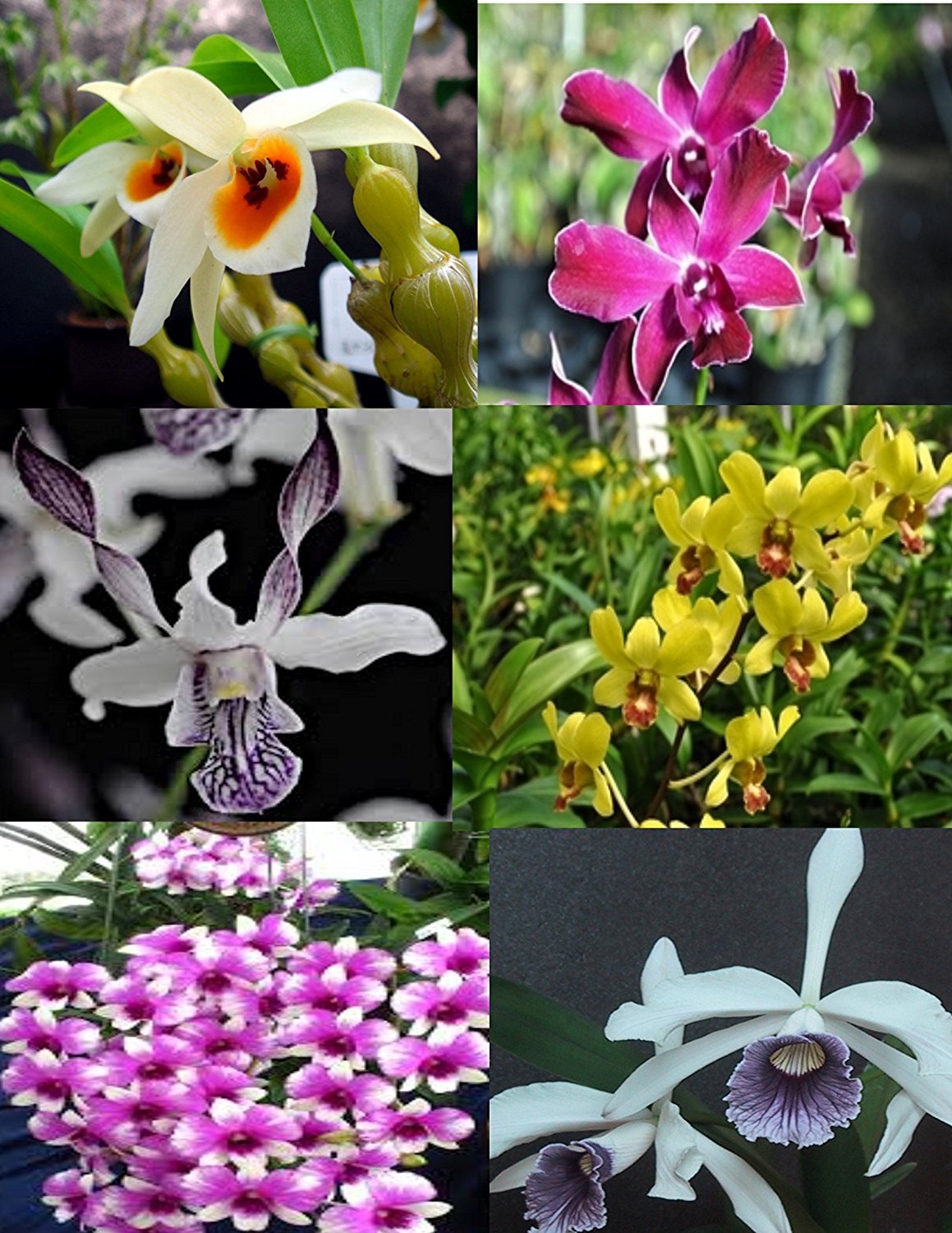 B25 – 4 Live Orchid choose (Cattleya, Oncidium, Vanda, Dendrobium,Phalaenop