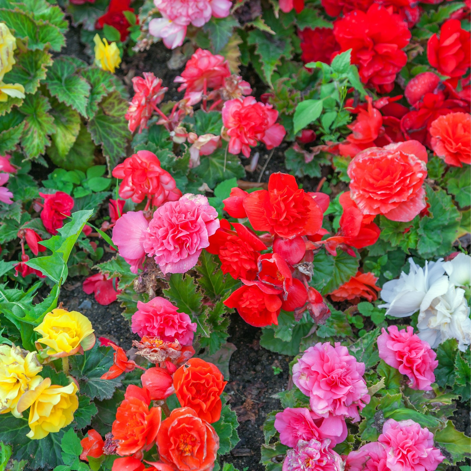 Giant Blooming Begonias – 9 Bulbs – Red, Yellow, Orange, Pink Flowers Attracts –