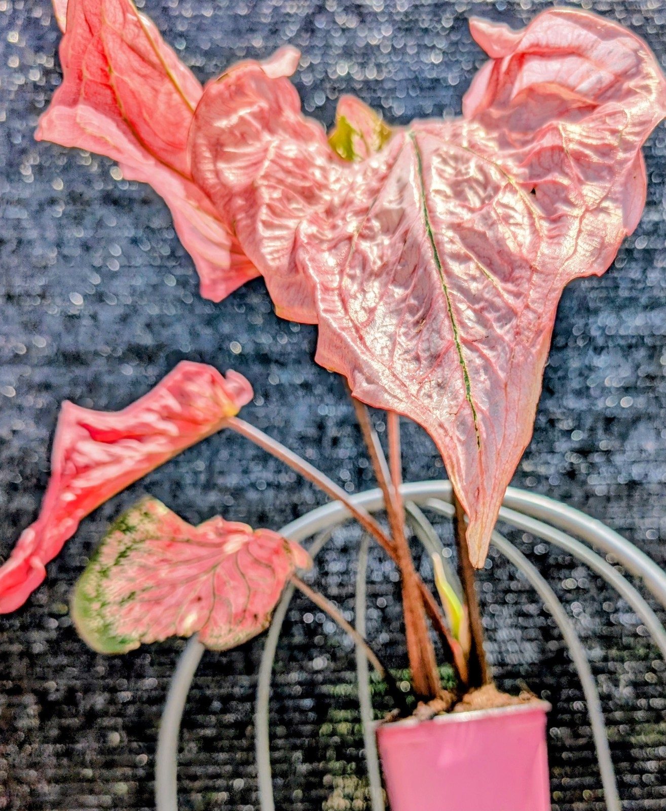 RARE Thai Beauty Caladium Plant Pink Green Translucent Leaves Live Rooted Aroid