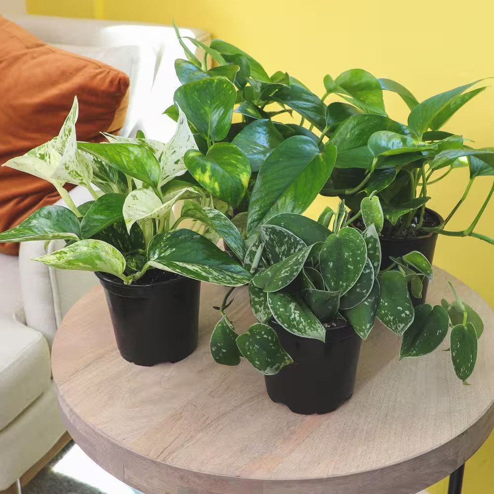 Easy Air Purifying Pothos Plants Live Indoor Houseplants Variety Pack, 4.25 In.