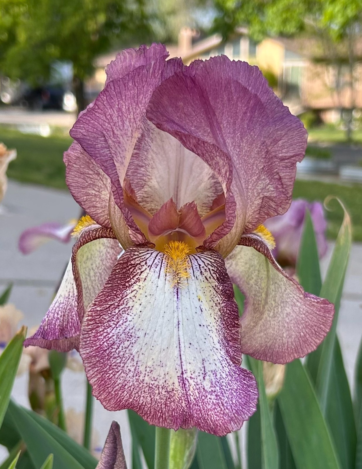 ‘Mount Timp’ iris rhizome + gift, combined shipping $1 each additional