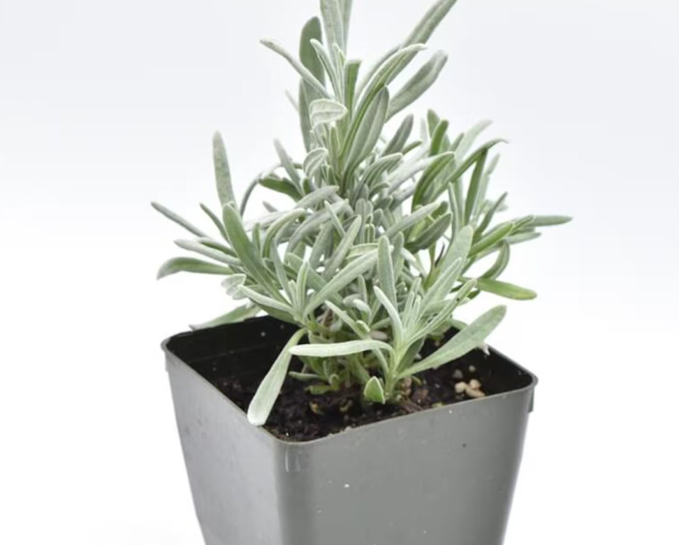 3 Pack Organic Herb Plants -Lavender-Rosemary-Oregano- Live Starter Plants