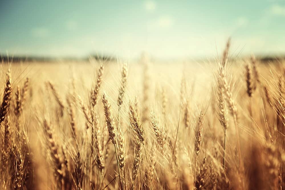 Wheat Cover Crop Seeds Made in USA