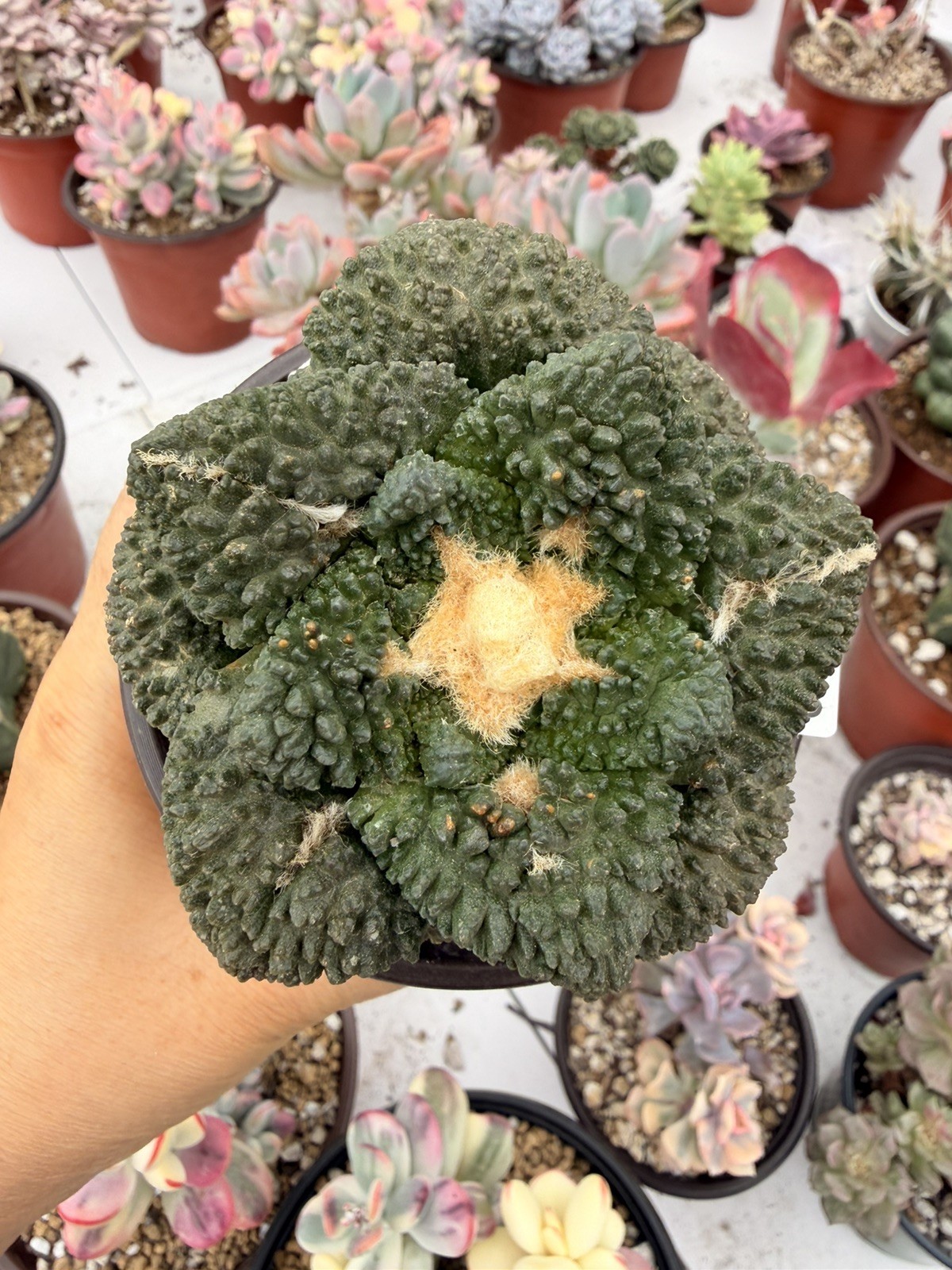 Rare Cactus Grafted