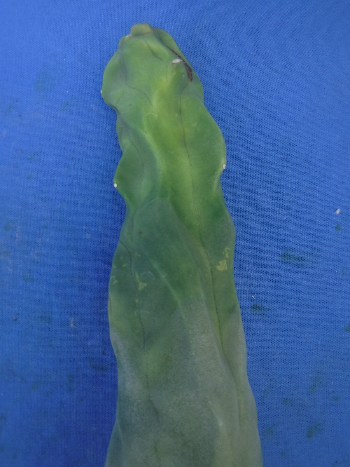 1 Totem Pole Cactus Lophocereus schottii 14″ Unrooted Cutting Landscaping B7