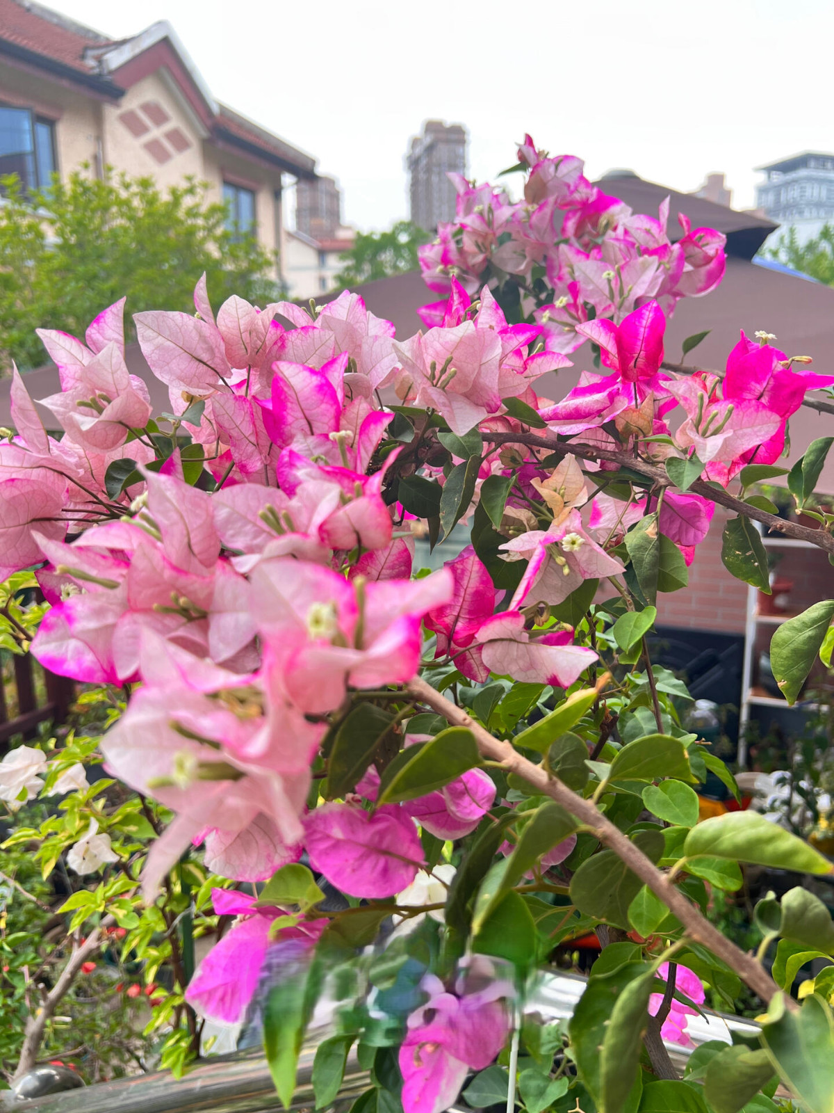 Bougainvillea Marilda’ Live Plant 2 Gal Vine Easy Care Pink Purple White Yellow