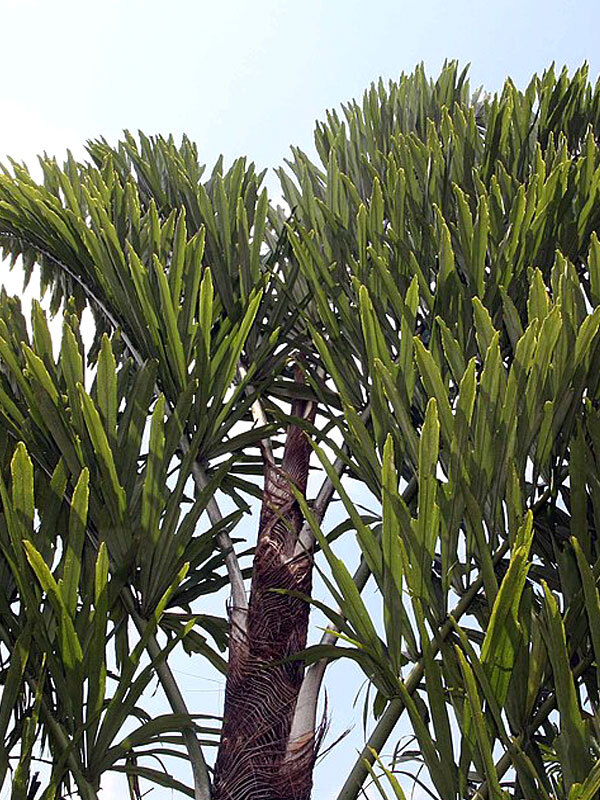 FISHTAIL PALM TREE SEEDS (Wallichia disticha) Distichous RARE Exotic Tropical