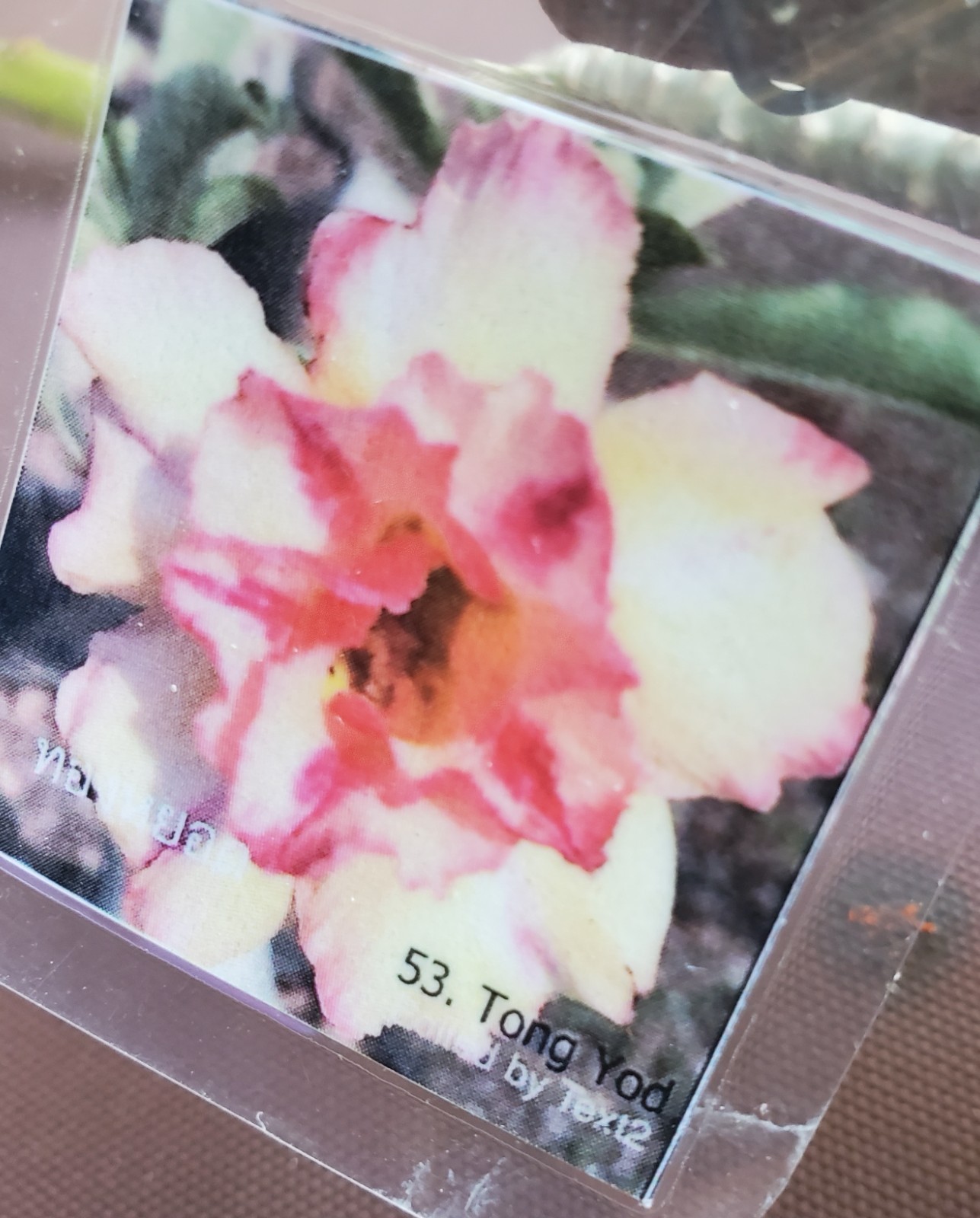 desert rose Adenium obesum plant Tong Yod yellow & pink LARGE New stock “B”