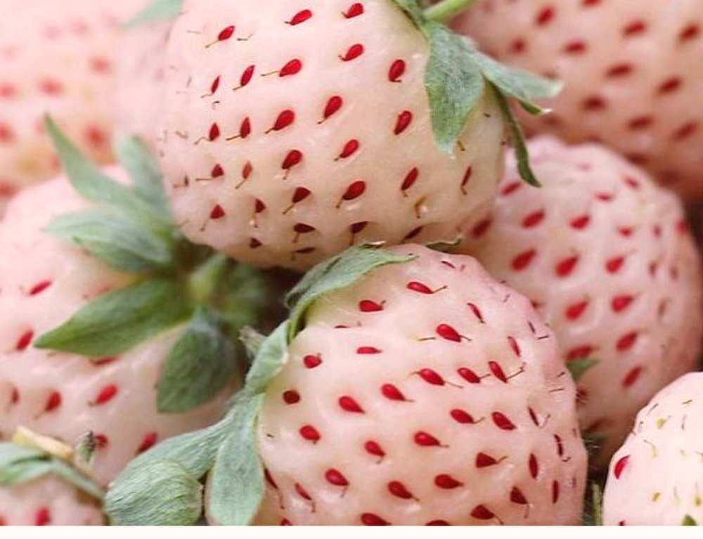 1 Large Potted Pineapple Strawberry Plant. Exquisite Tasting. Hardy June Bearer